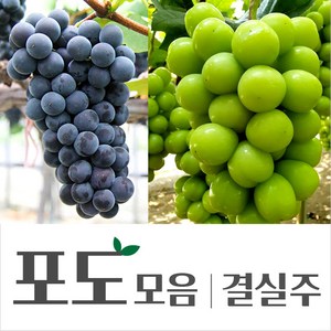 [경민농원]켐벨 결실주 포도나무 4년생, 켐벨(4년), 1개