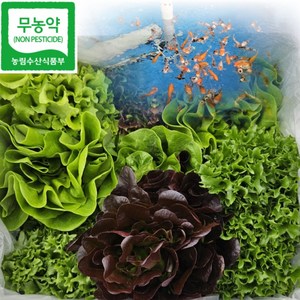 유러피안 채소 아쿠아포닉스 유럽 상추 샐러드용 채소 무농약, 1박스, 1kg