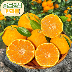 [당도선별] 한라봉 14bix 제주 산지직송, 1개, 가정용 5kg