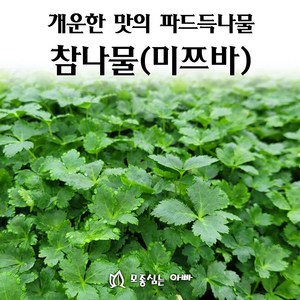 [모종심는아빠] 쌉싸름하고 개운한 맛의 참나물 모종 미쯔바, 3개