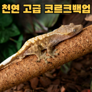 아스티렙 천연 코르크 크레스티드 게코 파충류 백업, 1개, 코르크 20cm