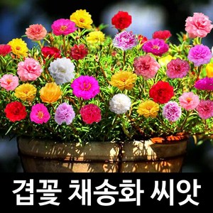 겹꽃 채송화 씨앗 겹채송화 종자 꽃씨 야생화 1000알, 1개