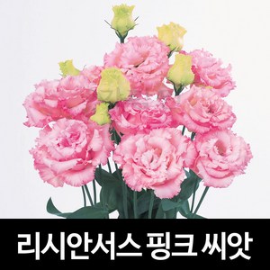 핑크 리시안셔스 씨앗 리시안서스 종자 꽃도라지 10알, 1개