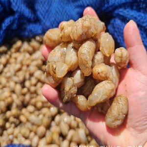 [특가] 통수산 마산 진동 제철 참 손질 미더덕 1kg 횟감 자연산 당일조업, 1개, 오만둥이 2kg내외
