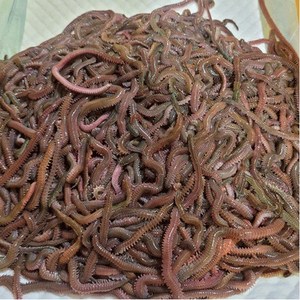 갯지렁이 청갯지렁이 청개비 60g 100g 250g 500g 1kg 순수 지렁이무게, 1개