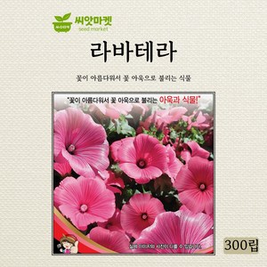 세계종묘 라바테라 씨앗 300립, 1개