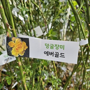 [무 배]덩굴장미(대) 노랑 에버골드 2024 새상품, 1개