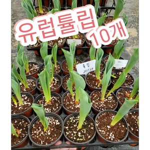 유럽튤립꽃 10개/유럽튤립꽃 구근 대방출~~, 10개