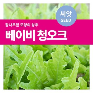 마이플랜트 샐러드 채소 베이비 청오크 씨앗, 3000립, 1개