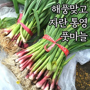 산지직송 통영 비진도 풋마늘 잎마늘 1kg, 1박스