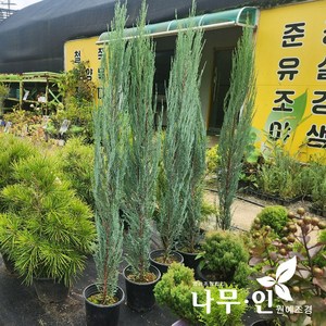 [나무인] 블루에로우 블루애로우측백 키1.2m, 1개