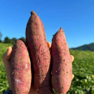 달콤한 꿀고구마 최상품 여주 해남 프리미엄 (사이즈혼합), 1박스, 고구마(혼합)5kg