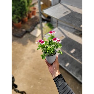 랜디제라늄 소품 (색상랜덤) 10~30cm 49, 1개