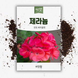 제라늄씨앗 (5립) 핀토 바이올렛, 1개