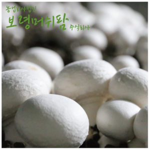 (산지직송)보령머쉬팜, 양송이버섯 2kg 선물용, 1개