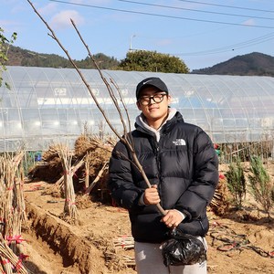 배나무 묘목 3년생 신고 배나무 결실주 신고 화산 원황 신화 황금배, 01.신고, 1개, 분묘