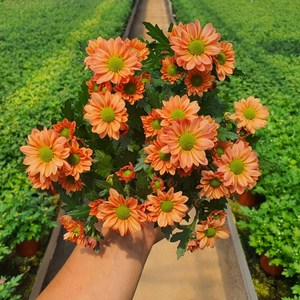 [무지개/색상선택] 미니 국화 (꽃크기 3cm 소국 화분), 02. 살구색 (스위프티 애프리코트), 1개