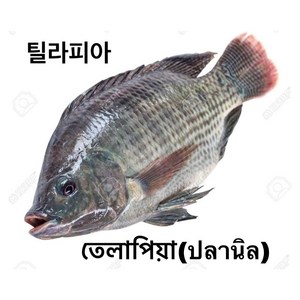 S.N. FOOD FROZEN BLACK TILAPIA(냉동 틸라피아)방글라데시 미얀마 생선 800G UP/1마리, 800G UP, 냉동제품 24시안으로 반품가능, 1개