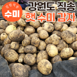 [특품선별] 국내산 강원도 24년 햇감자 수미감자, 5kg(특대), 1개