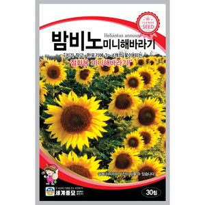 [모종심는아빠] 키가 작고 3-4개의 꽃이 피는 밤비노 미니해바라기 꽃씨 30립, 1개