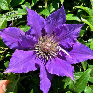 관목형 클레마티스 바이유 [1포트](복남이네 야생화 으아리 덩굴 clematis), 1개