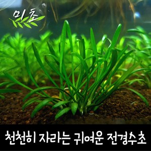 [미초] 크립토코리네 팔바 수초 3뿌리 / 전경 수초 / 초보자 수초 / 어항 수초