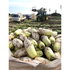 제주 유기농 제주무 월동무 겨울무, 1개, 제주 유기농 월동무 5kg