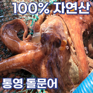 [신선도up] 예스수산 통영 자연산 활 돌문어 1kg(1-2미) + 증정(참기름+초장) 엄격선별 최상급 당일조업 산지직송 제철 국내산 일반용 제수용, 1개, 제수용 돌문어1.3kg [증정]참기름+초장