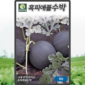 다농 흑피애플수박 씨앗 5립, 1개