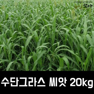 수단그라스씨앗 20kg 만생종 녹비작물 농사모아, 1개