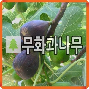 무화과나무 묘목 카롬브 삽목2년 포트묘