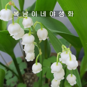 토종 은방울꽃 [4포트 복남이네야생화 모종 뮤게 콘발라리아 convallaria], 4개