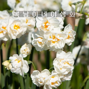 구근 수선화 브리달크라운 [5구 복남이네야생화 구근식물 narcissus], 5개