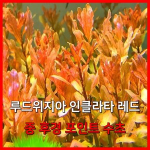 [수초농부] 루드위지아 인클라타 레드 중후경 포인트 수초, 5개