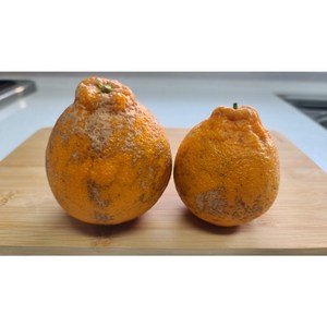 싱싱리일번지 노지 제주 한라봉 가정용, 1박스, 2kg (8~12과)