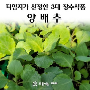 [모종심는아빠] 타임지가 선정한 서양3대 장수식품 양배추, 모종12개, 1개