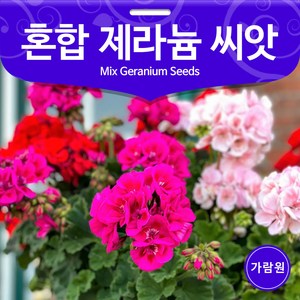 우리꽃 혼합 제라늄 씨앗 꽃씨 꽃씨앗 야생화 10알, 1개