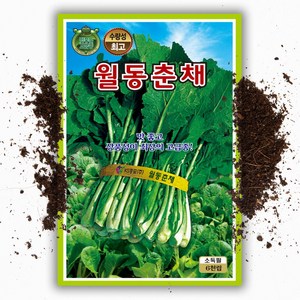 월동 춘채 씨앗 (6000립), 1개