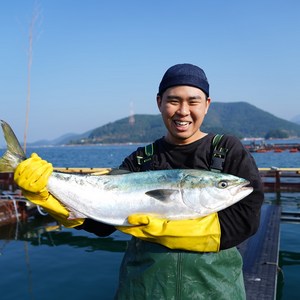 자연산 제철 손질 방어 모둠회 500g, 1세트, 대방어 500g 내외