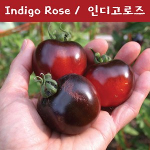 토마토키우기 Indigo Rose 나만의토마토 인디고로즈 건강 토마토 교육용체험용