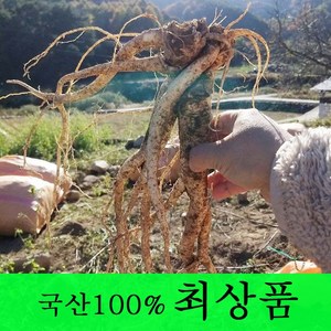 [금산도라지] 직접재배한 약도라지1kg 생도라지 *국산100%*, 1개, 약도라지(최상품) 1kg