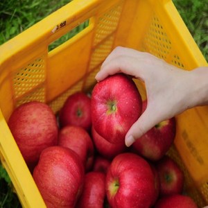 [재구매율1위] 산지직송 꿀먹은 부사사과 홍로사과, 1개, 10kg