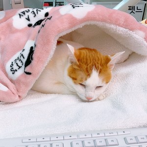 펫느 강아지 고양이 담요 이불 켄넬 방석, 딸기, 1개