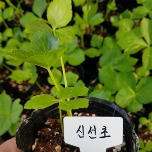 [모종모종]신선초 모종, 1개