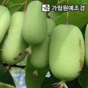 다래나무 왕다래(용성2호) 4치장포트 묘목 나무 서산조경마켓, 1개