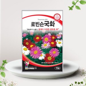 로빈슨국화씨앗 70립 국화꽃 꽃씨앗 혼합종, 1개