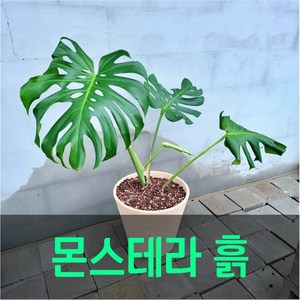 몬스테라 안스리움 알로카시아 분갈이흙 스킨답서스 열대희귀식물 전용 배양토, 2개, 8L