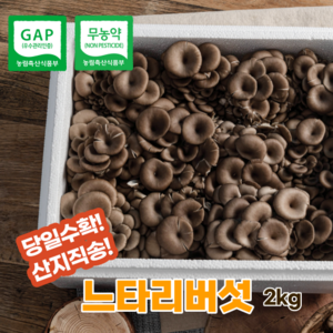 산지직송 무농약 GAP 느타리버섯 2kg 당일수확 포장 대용량 식당 급식, 1박스