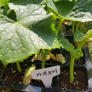 [모종모종]가시오이 모종(2개) (삼척오이), 2개