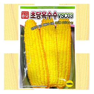 초당옥수수 씨앗 100립 [25년포장] 초당 옥수수 종자, 흑찰옥수수(80립/흑찰), 1개